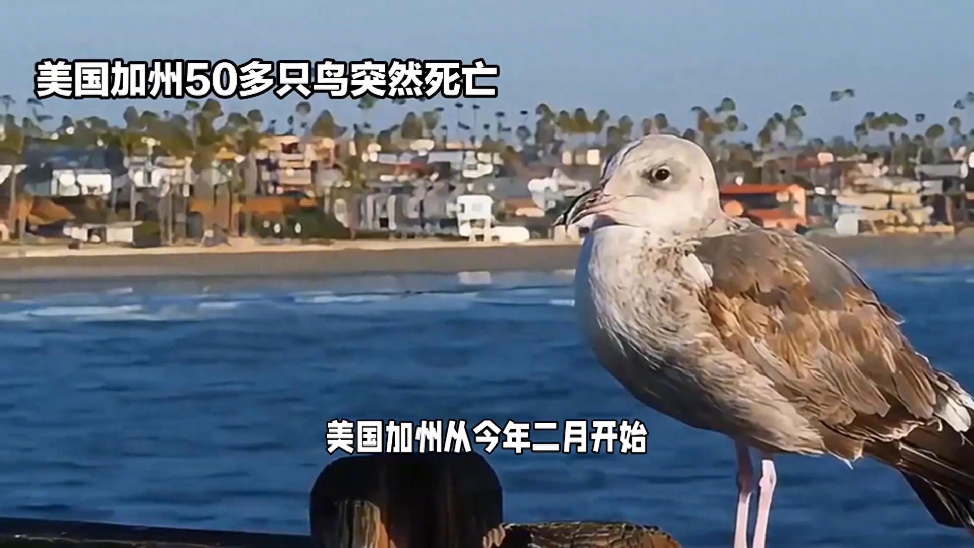 美國加州50多只鳥空中突然爆炸