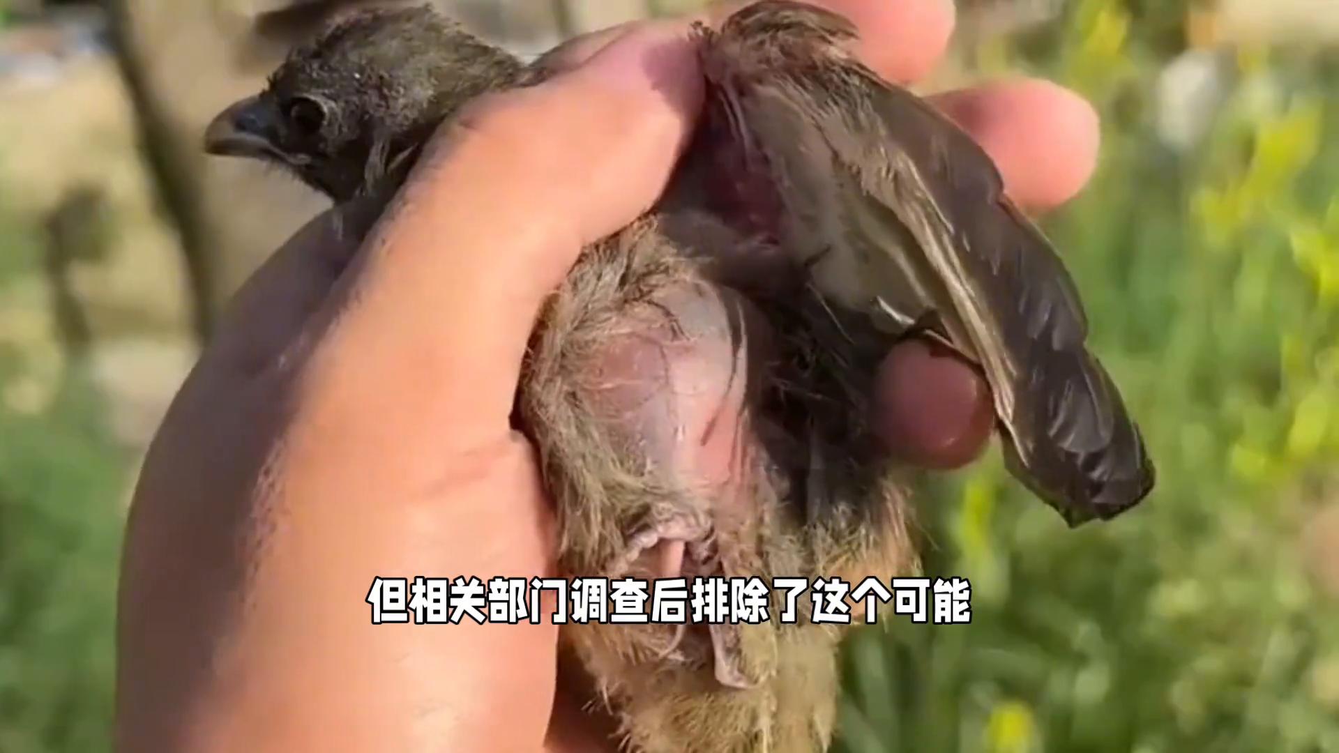 美國加州50多只鳥空中突然爆炸